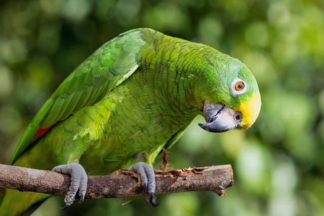 A parrot perched on a branch looking vibrant and curious, representing diverse Paws & Whiskers – Pet Care & Happiness.