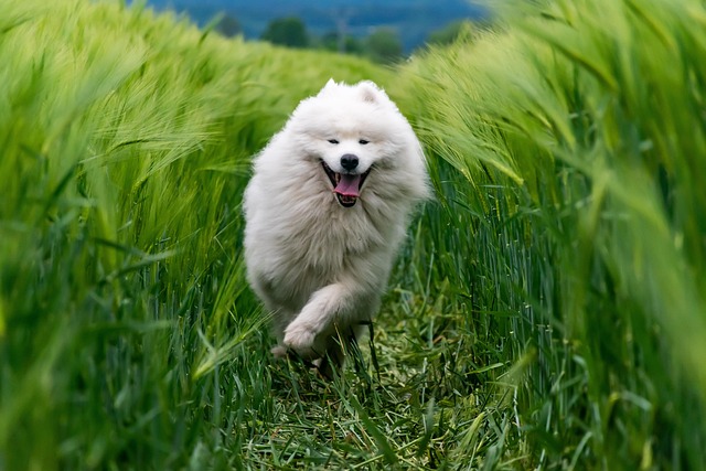Joyful dog running through a field, symbolizing enhanced vitality and happiness offered by Paws & Whiskers.