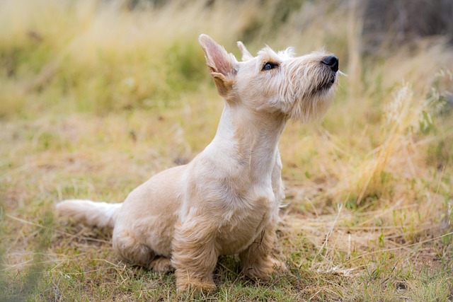 A well-behaved dog sitting calmly, representing tailored behavioral harmony through Paws & Whiskers training.