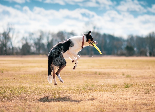 A happy dog catching a frisbee mid-air, showcasing energetic play.